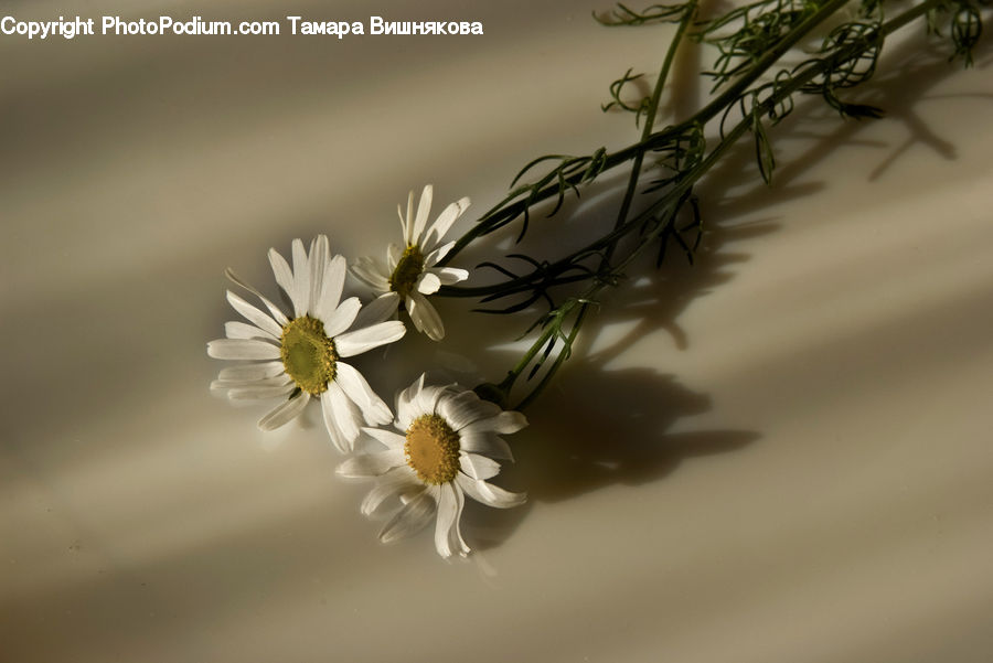 Flower Arrangement, Ikebana, Plant, Potted Plant, Vase, Aster, Blossom