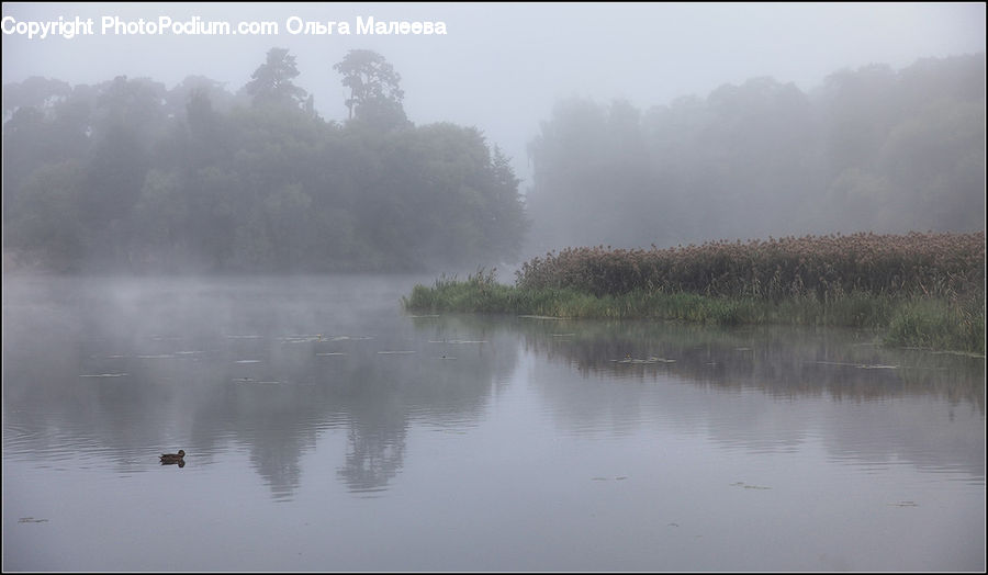 Fog, Mist, Outdoors, Land, Marsh, Pond, Swamp