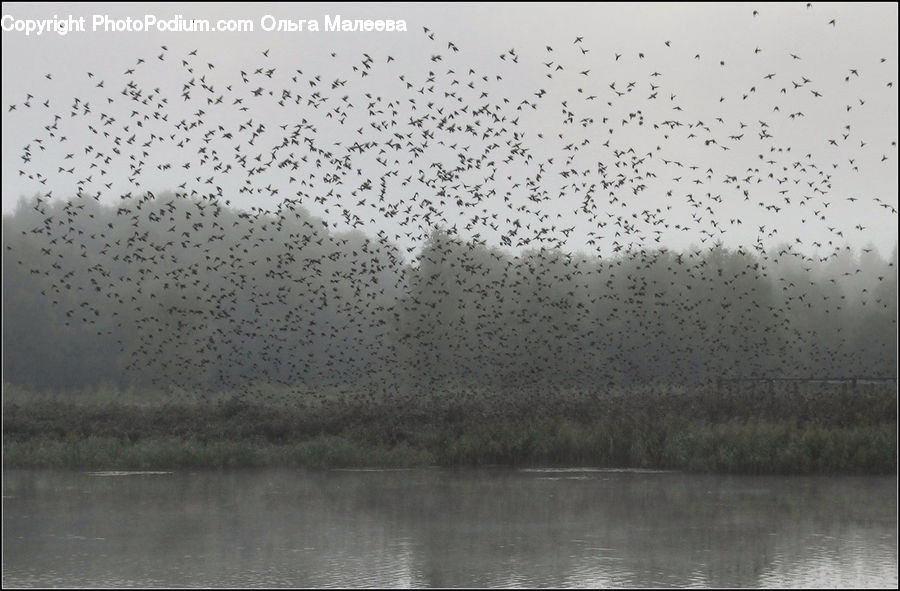 Flock