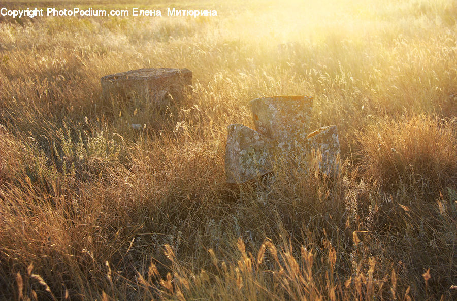 Field, Grass, Grassland, Plant, Land, Outdoors