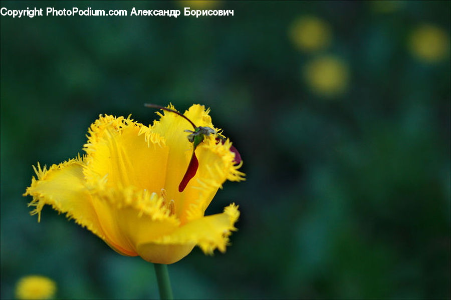 Andrena, Apidae, Bee, Bumblebee, Honey Bee, Insect, Invertebrate
