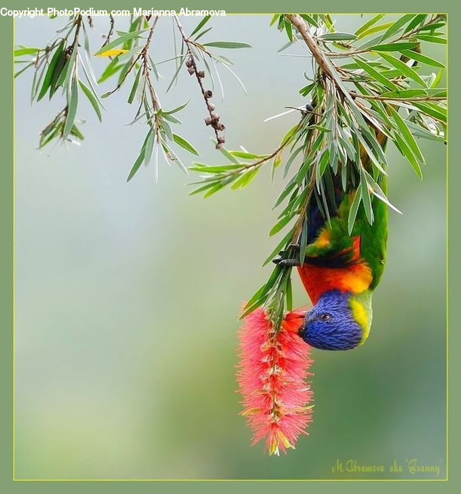 Conifer, Fir, Plant, Tree, Arecaceae, Palm Tree, Flower Arrangement
