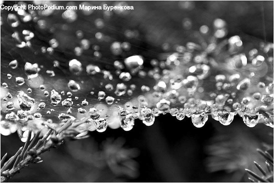 Bling, Water, Blossom, Flora, Flower, Plant
