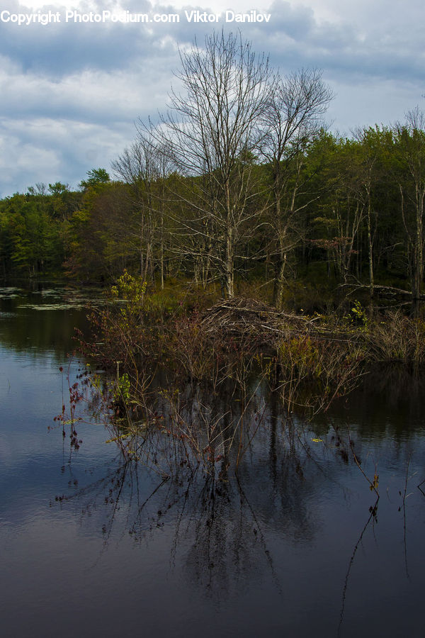 Land, Marsh, Pond, Swamp, Water, Outdoors, Plant
