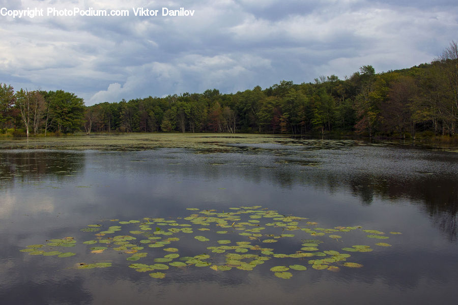 Outdoors, Pond, Water