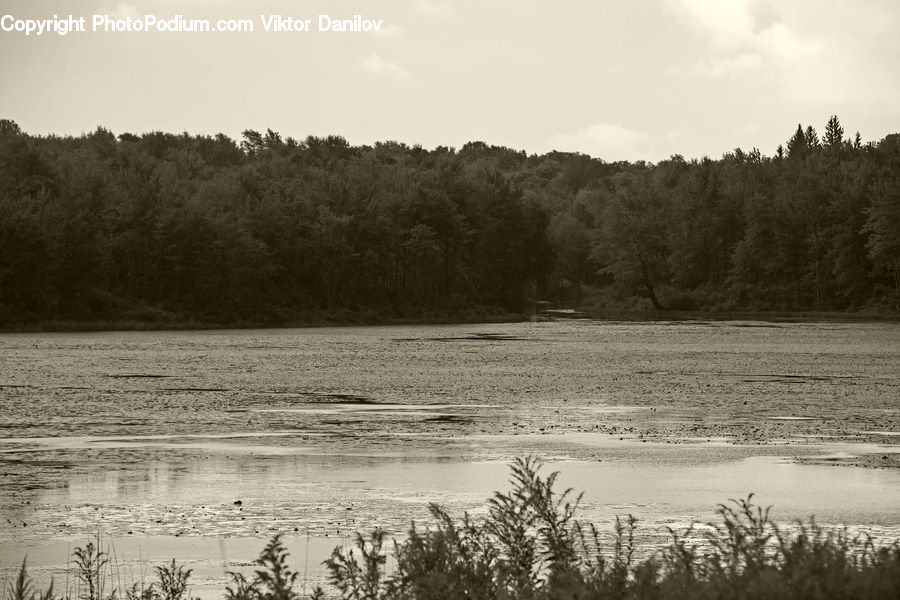 Land, Marsh, Outdoors, Swamp, Water, Grass, Plant