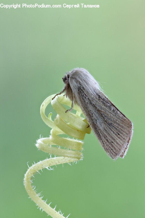 Bee, Insect, Invertebrate, Blossom, Flora, Flower, Plant