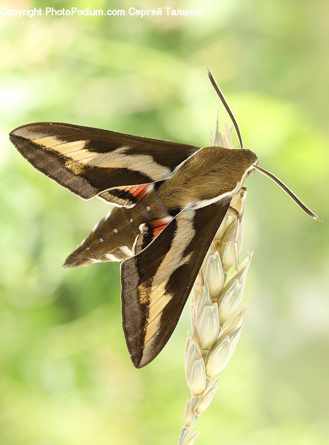 Butterfly, Insect, Invertebrate, Moth, Bee Eater, Bird, Finch