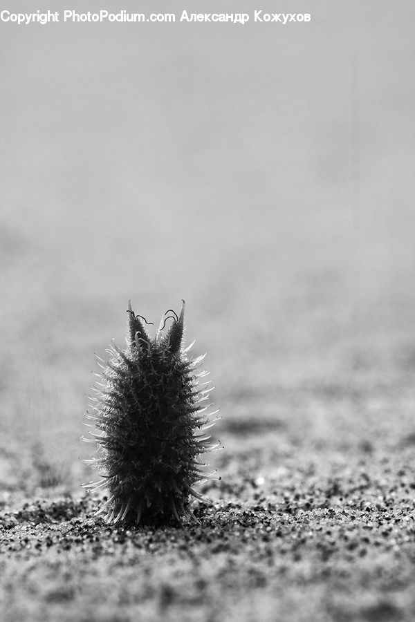 Sea Life, Urchin, Frost, Ice, Outdoors, Snow, Flora