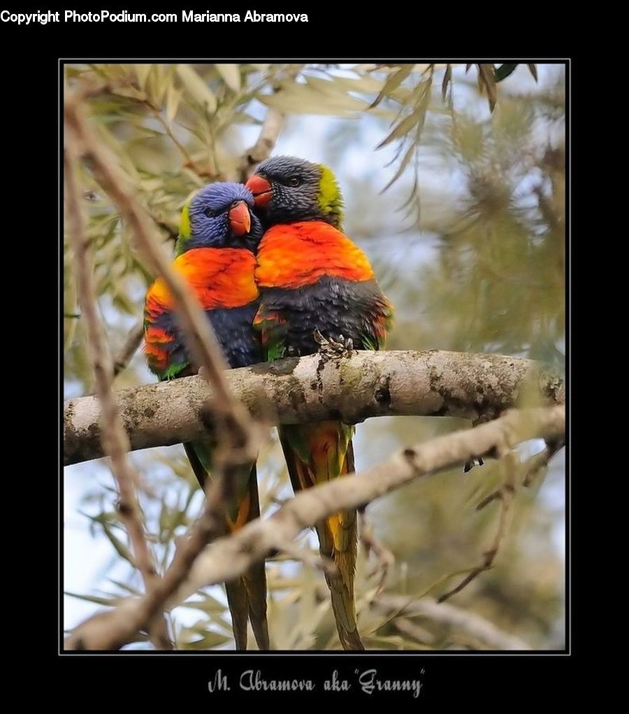 Bird, Parrot, Beak, Macaw, Collage, Poster