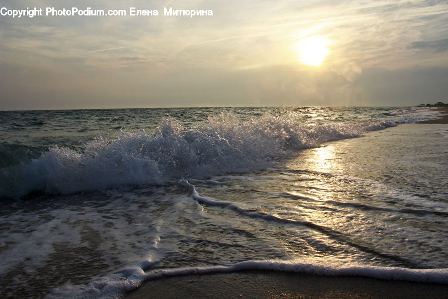 Beach, Coast, Outdoors, Sea, Water, Ocean, Animal