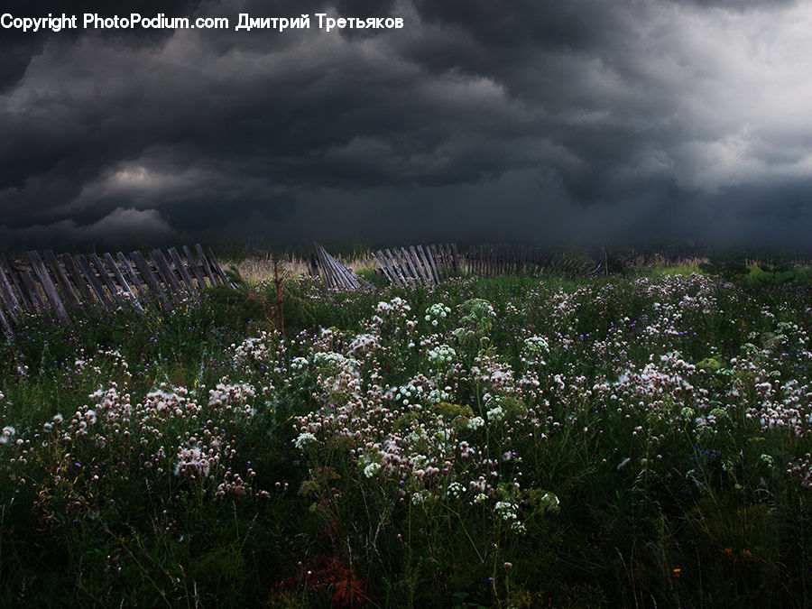 Field, Grass, Grassland, Land, Outdoors, Plant, Storm