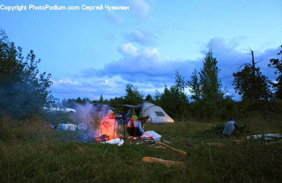 Camping, Umbrella, Forest, Vegetation, Plant, Tree, Conifer