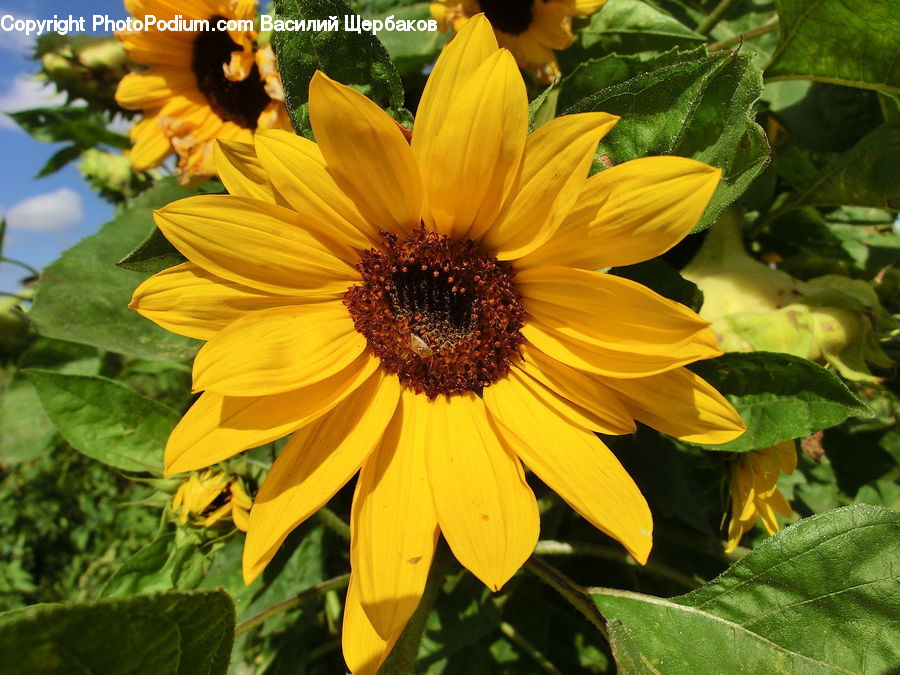 Blossom, Flora, Flower, Plant, Sunflower, Petal, Daisies