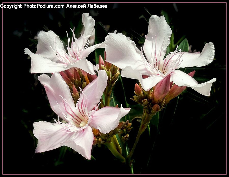 Flora, Flower, Gladiolus, Plant, Potted Plant, Blossom, Petal