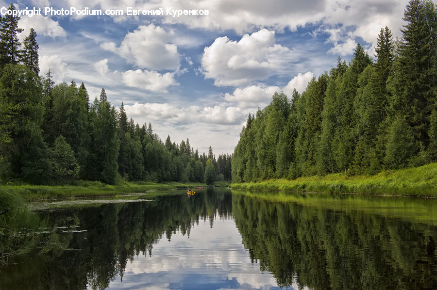 Conifer, Fir, Plant, Tree, Nature, Outdoors, Forest