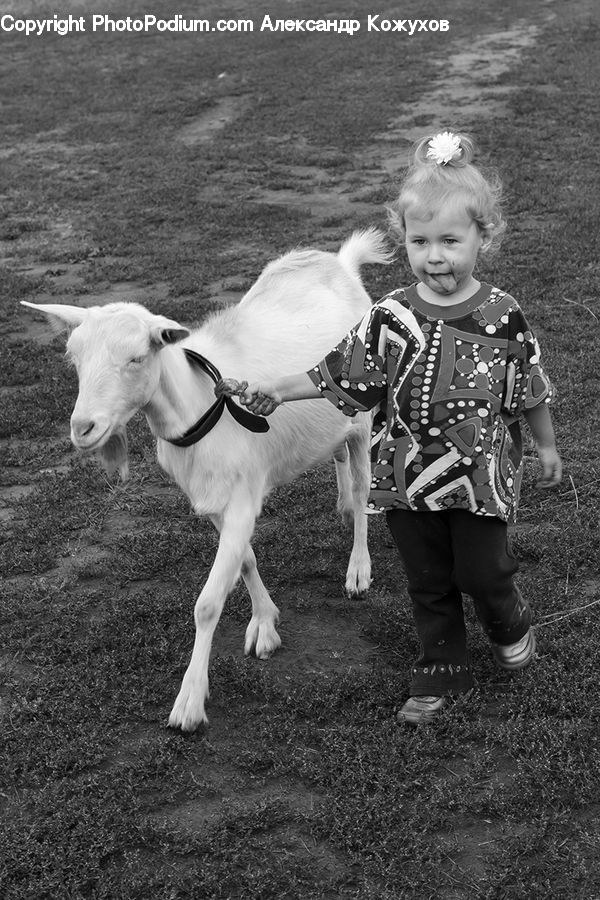 People, Person, Human, Animal, Horse, Mammal, Cattle