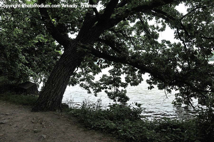 Oak, Tree, Wood, Ivy, Plant, Vine, Sycamore