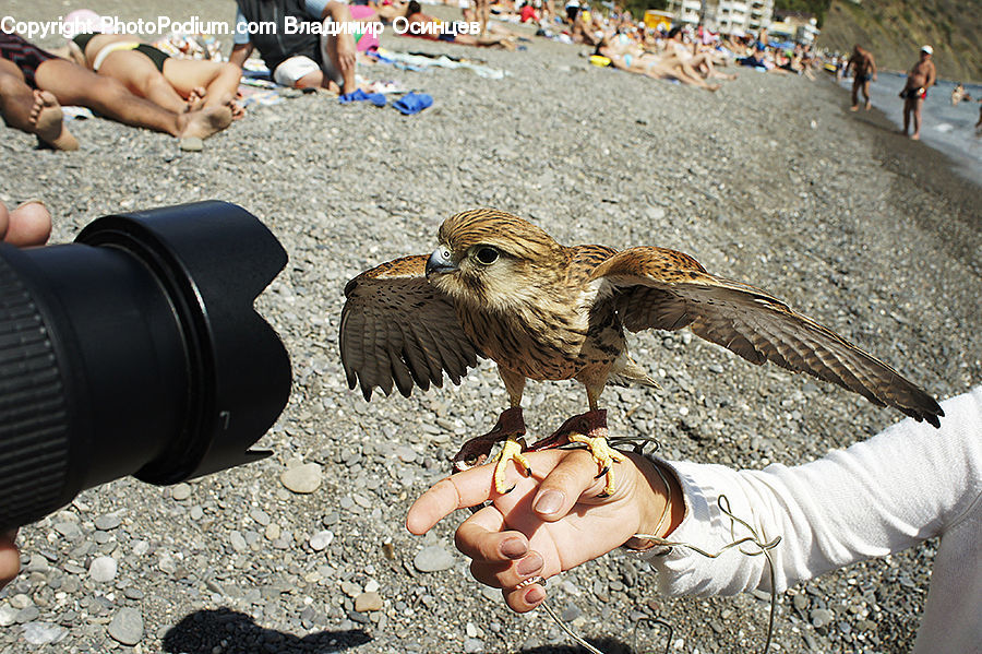 People, Person, Human, Bird, Buzzard, Harrier, Hawk