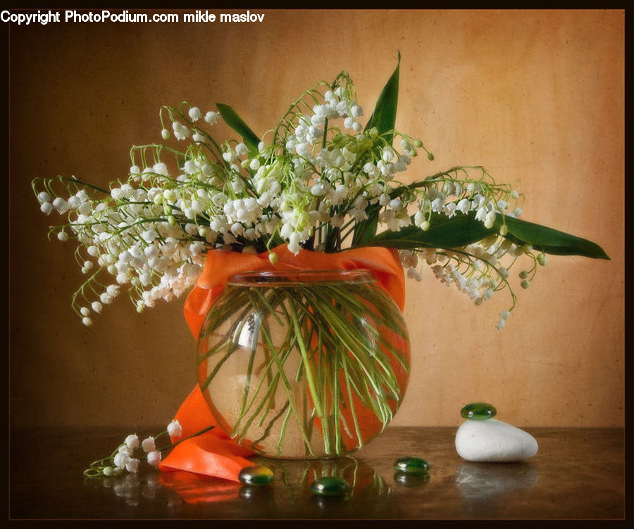 Plant, Potted Plant, Flower Arrangement, Ikebana, Vase, Floral Design, Flower