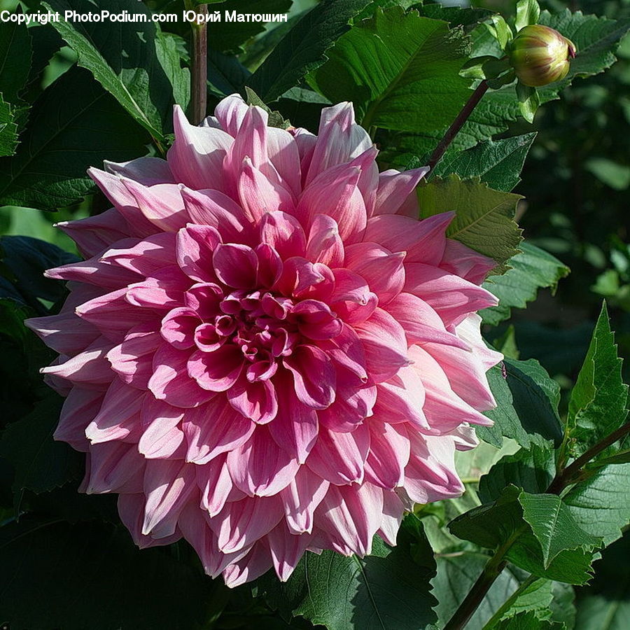Blossom, Dahlia, Flora, Flower, Plant, Peony, Petal
