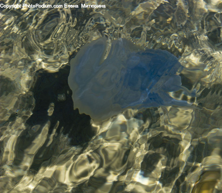 Invertebrate, Jellyfish, Sea Life