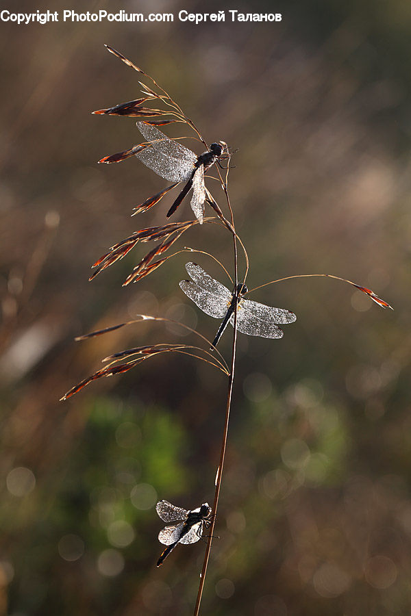 Anisoptera, Dragonfly, Insect, Invertebrate, Asilidae, Mosquito, Grass