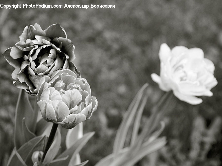 People, Person, Human, Blossom, Flora, Flower, Plant