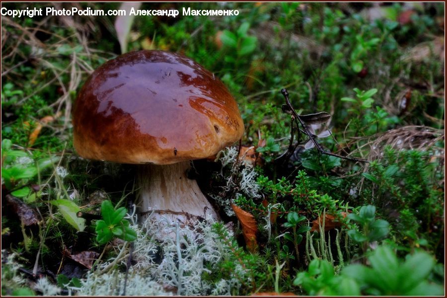 Plant, Potted Plant, Agaric, Amanita, Fungus, Mushroom, Forest