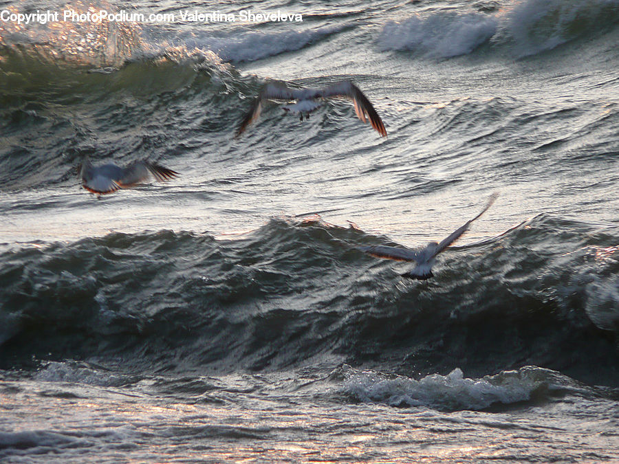 Bird, Quail, Outdoors, Sea, Sea Waves, Water, Animal