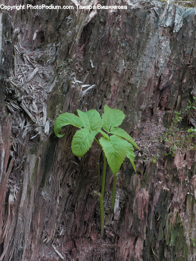 Soil, Fir, Redwood, Tree, Wood, Fern, Plant