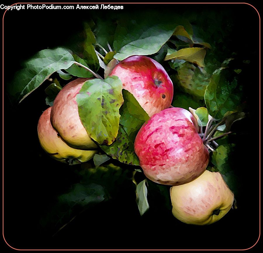 Fruit, Produce, Radish, Vegetable, Plant, Turnip, Grapes