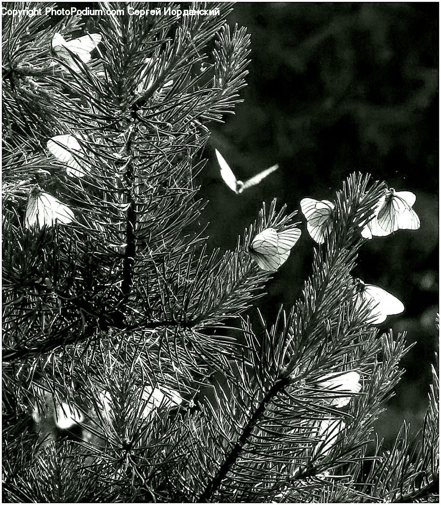 Conifer, Fir, Plant, Tree, Potted Plant, Pine, Spruce