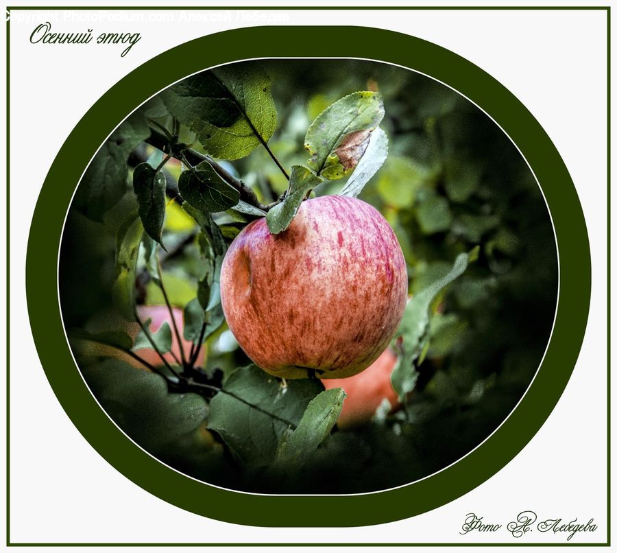Fruit, Cherry, Blossom, Flora, Flower, Plant