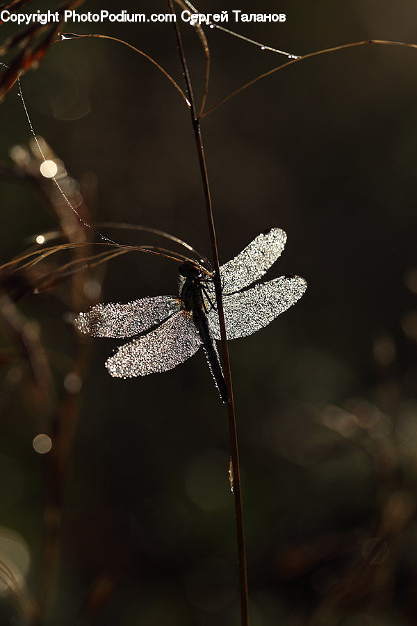 Anisoptera, Dragonfly, Insect, Invertebrate, Blossom, Flora, Flower