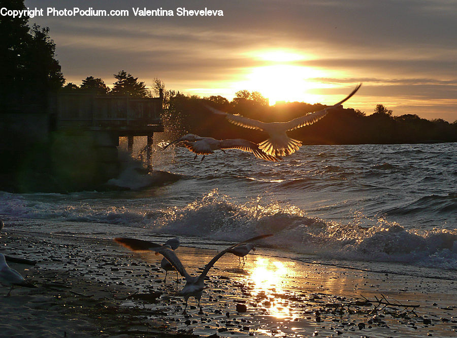 Bird, Crane Bird, Heron, Bench, Flare, Light, Pelican