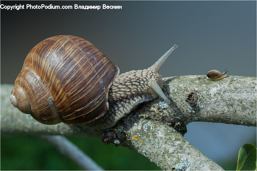 Invertebrate, Snail, Blossom, Flora, Flower, Plant