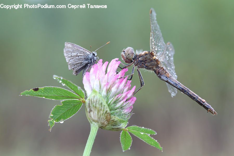 Anisoptera, Dragonfly, Insect, Invertebrate, Butterfly, Moth, Flora