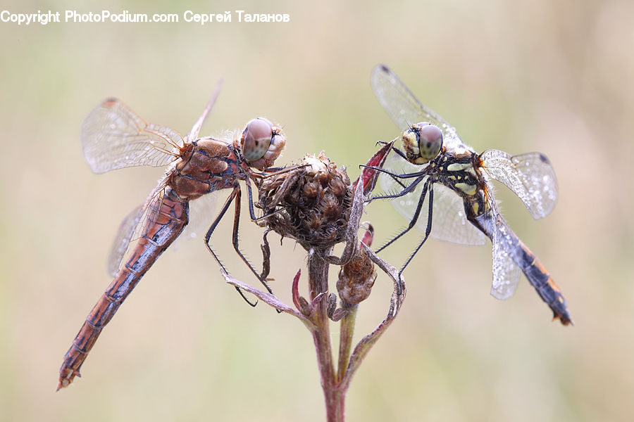 Anisoptera, Dragonfly, Insect, Invertebrate, Mosquito