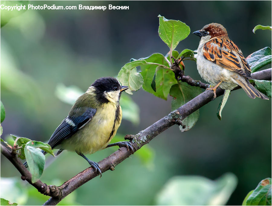 Bird, Sparrow, Finch, Blue Jay, Bluebird, Jay