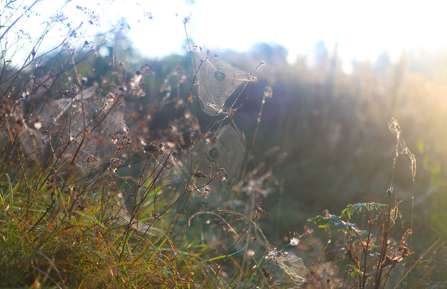Field, Grass, Grassland, Plant, Flare, Light, Sunlight