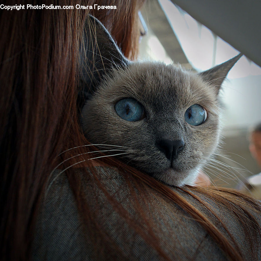 Animal, Cat, Pet, Siamese, Kitten, Mammal, Abyssinian