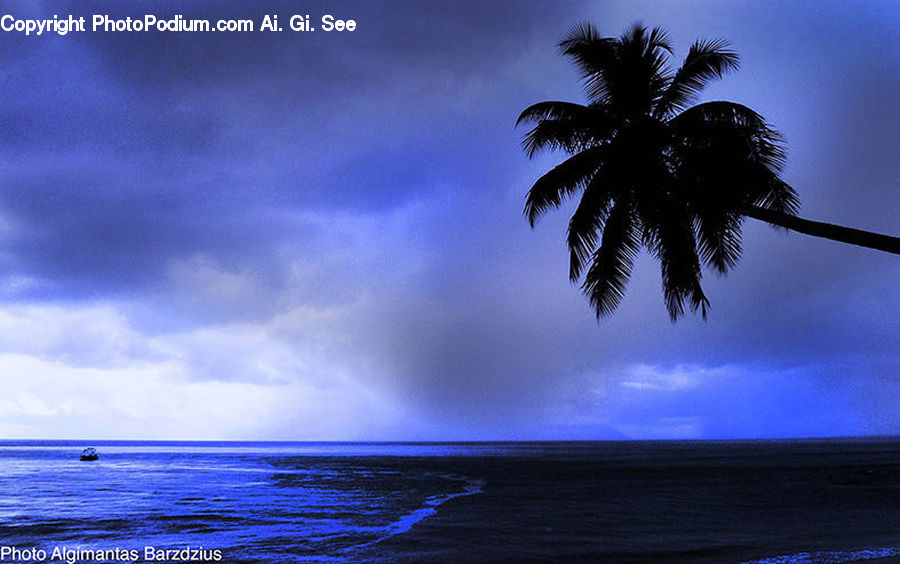 Palm Tree, Plant, Tree, Beach, Coast, Outdoors, Sea