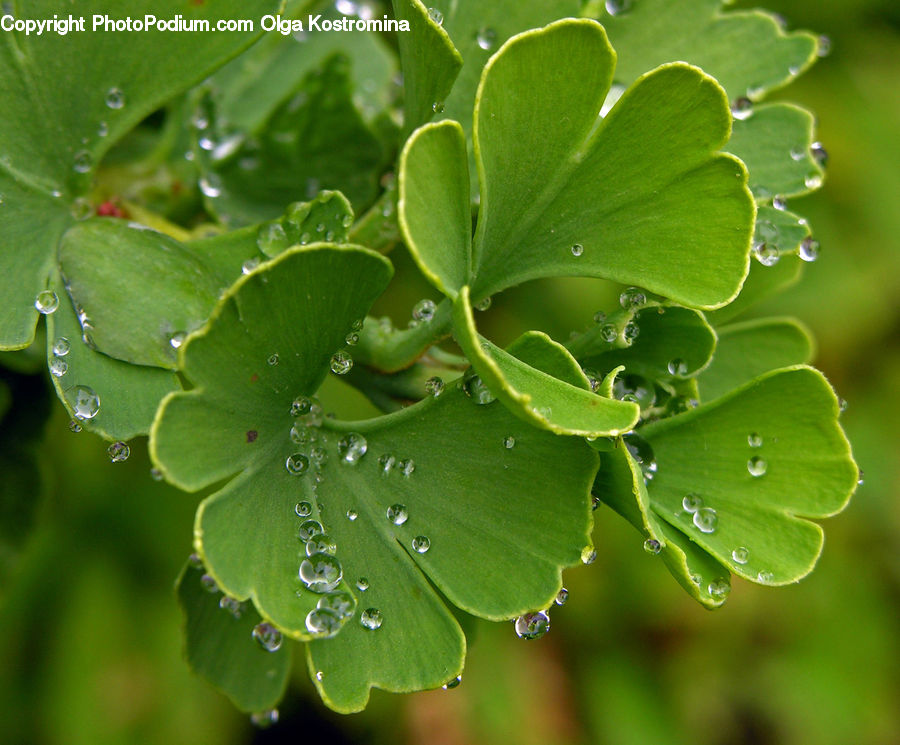 Leaf, Plant, Blossom, Flora, Flower, Geranium, Conifer