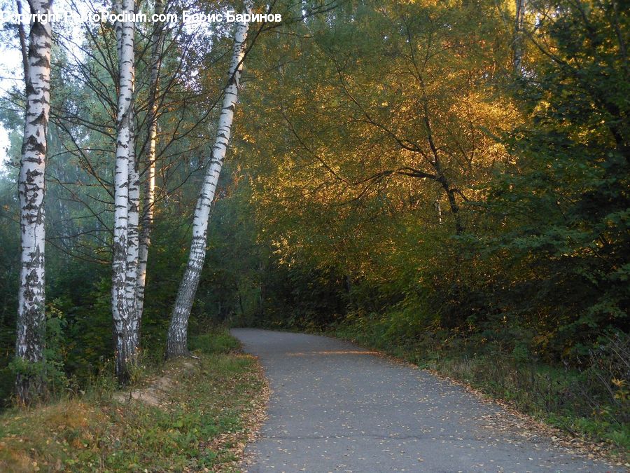Birch, Tree, Wood, Path, Road, Walkway, Dirt Road