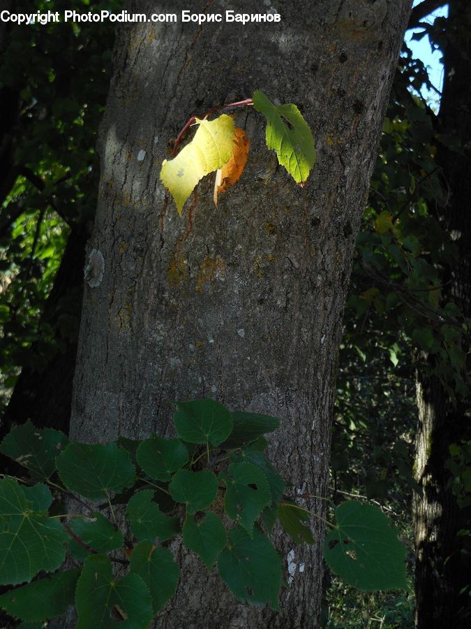 Asphalt, Tarmac, Ivy, Plant, Vine, Soil, Forest