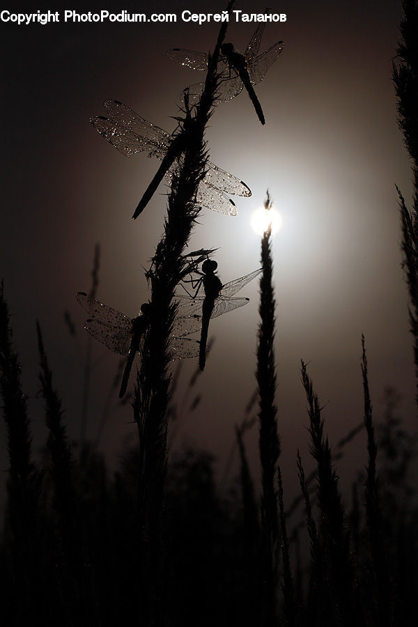 Plant, Potted Plant, Grass, Reed, Silhouette, Conifer, Fir