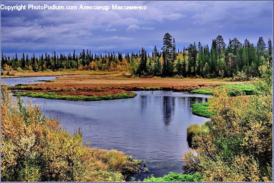 Conifer, Fir, Plant, Tree, Land, Marsh, Pond
