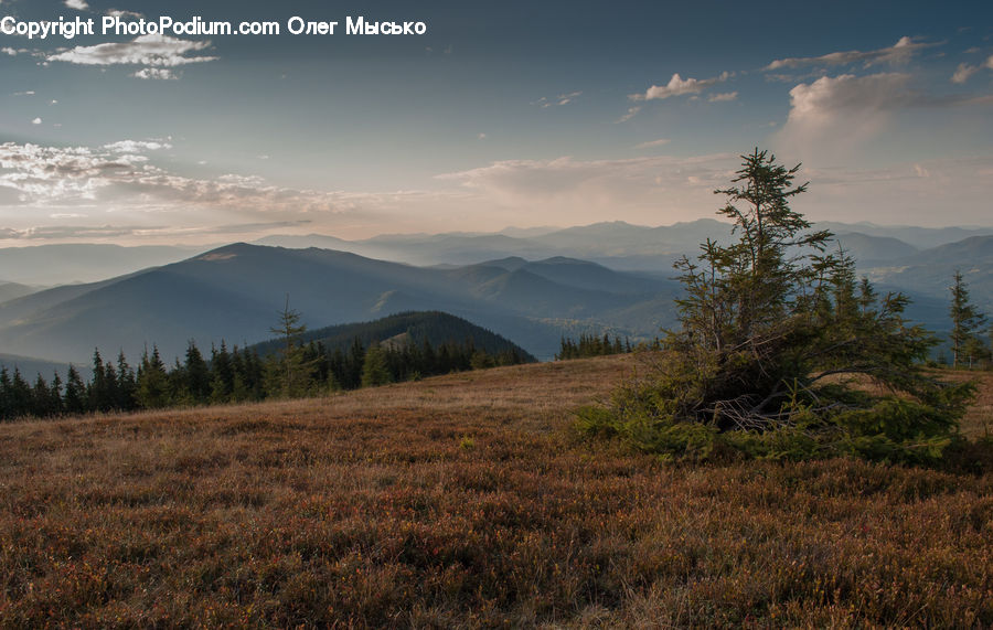Field, Grass, Grassland, Land, Outdoors, Conifer, Fir