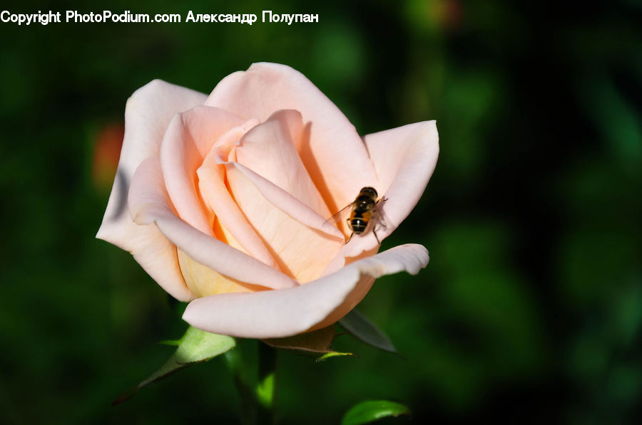 Bee, Insect, Invertebrate, Blossom, Flora, Flower, Plant